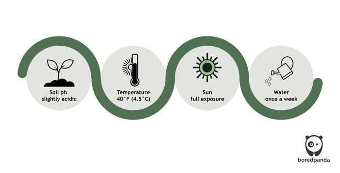 Scheme of osteospermum care Scheme of osteospermum care