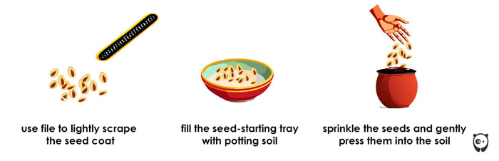 illustration how to scarify seeds illustration how to scarify seeds
