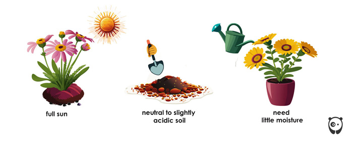 illustration of osteospermum care illustration of osteospermum care