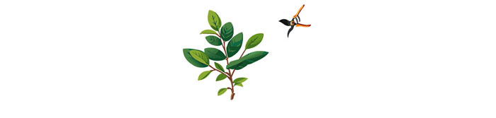 illustration of non-flowering stem illustration of non-flowering stem