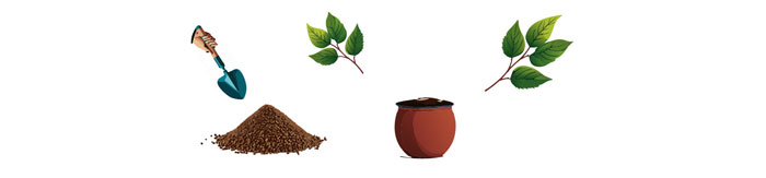 Illustration of potting mix nearby the pot and two non-flowering stems Illustration of potting mix nearby the pot and two non-flowering stems