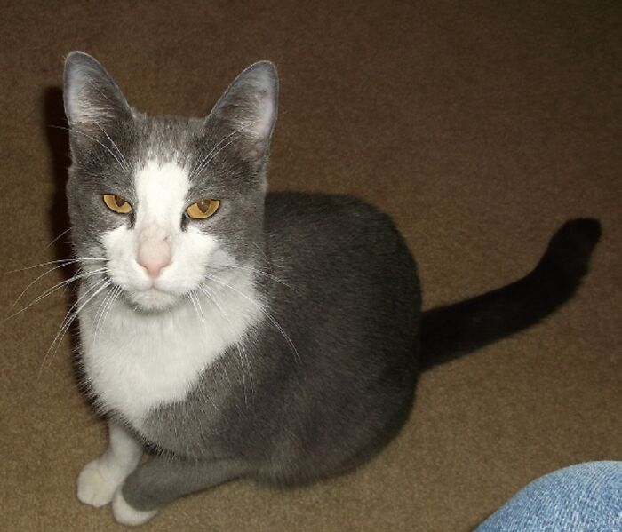 This Is Ozzie. He Was Returned To The Local Rescue Where We Alway Boarded Our Cats. I Adopted Him And Brought Him Home. He Was A Lover, And Was Always Happy To See Us. He Crossed The Rainbow Bridge In 2022 After A Severe Case Of Pancreatitis. I Miss Him Every Day