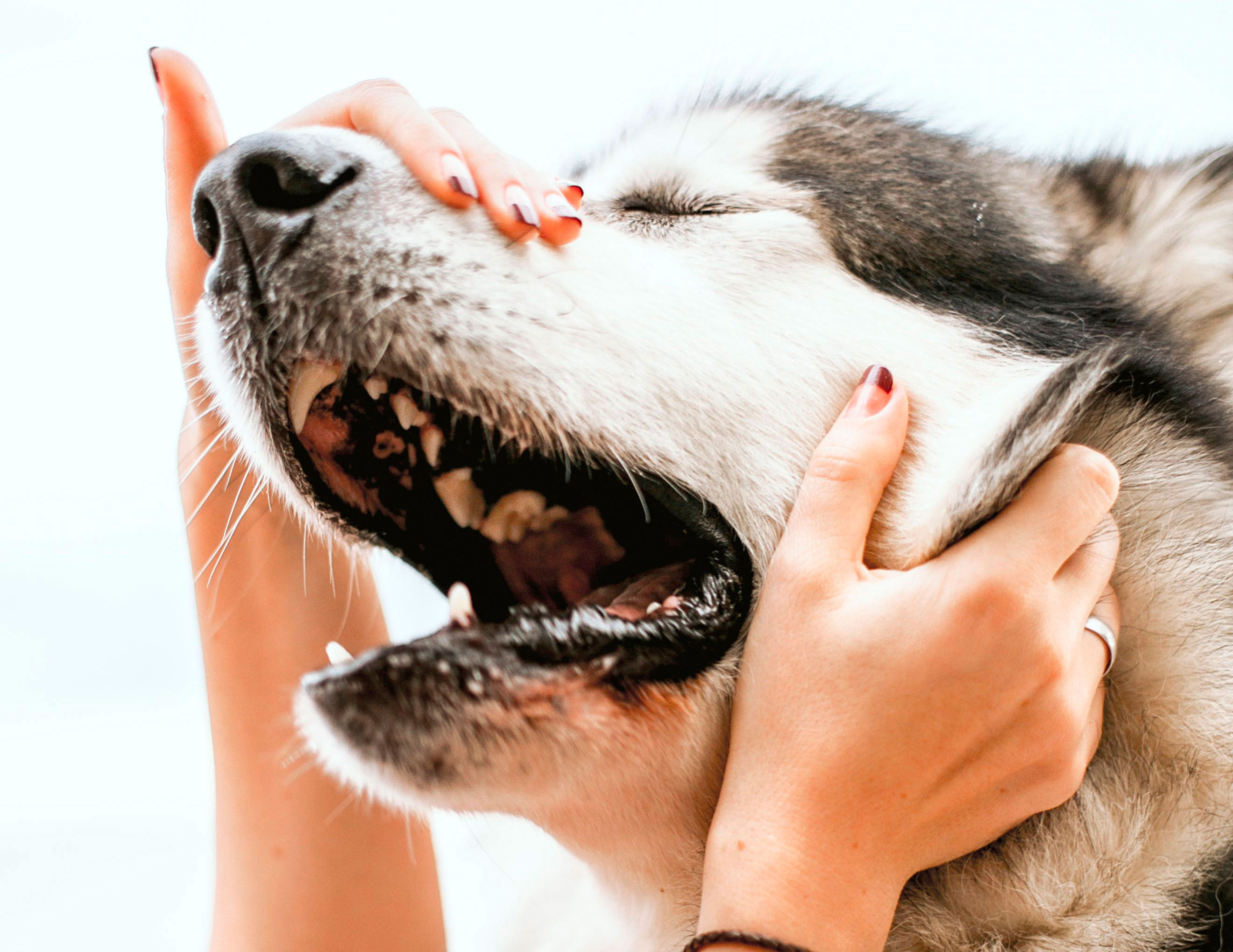 Dog being examined for pale gums, held by hands, showcasing veterinary care focus.