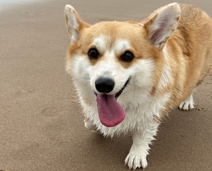 close up view of corgi