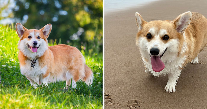 Pembroke Welsh Corgi Dog Breed Information