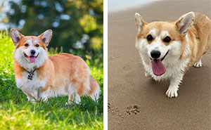 Pembroke Welsh Corgi Dog Breed Information