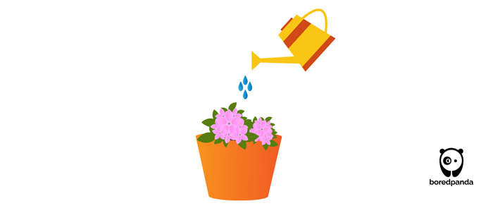 Pentas watering illustration Pentas watering illustration