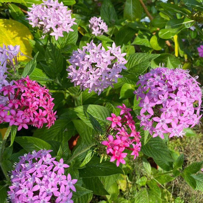 Purple and pink pentas Purple and pink pentas