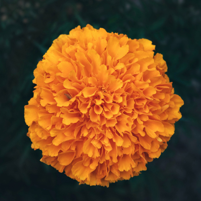 Orange marigold Orange marigold