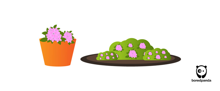 Pentas illustration Pentas illustration