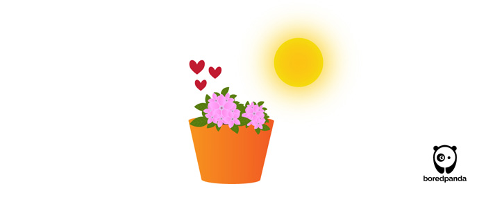 Pentas illustration Pentas illustration