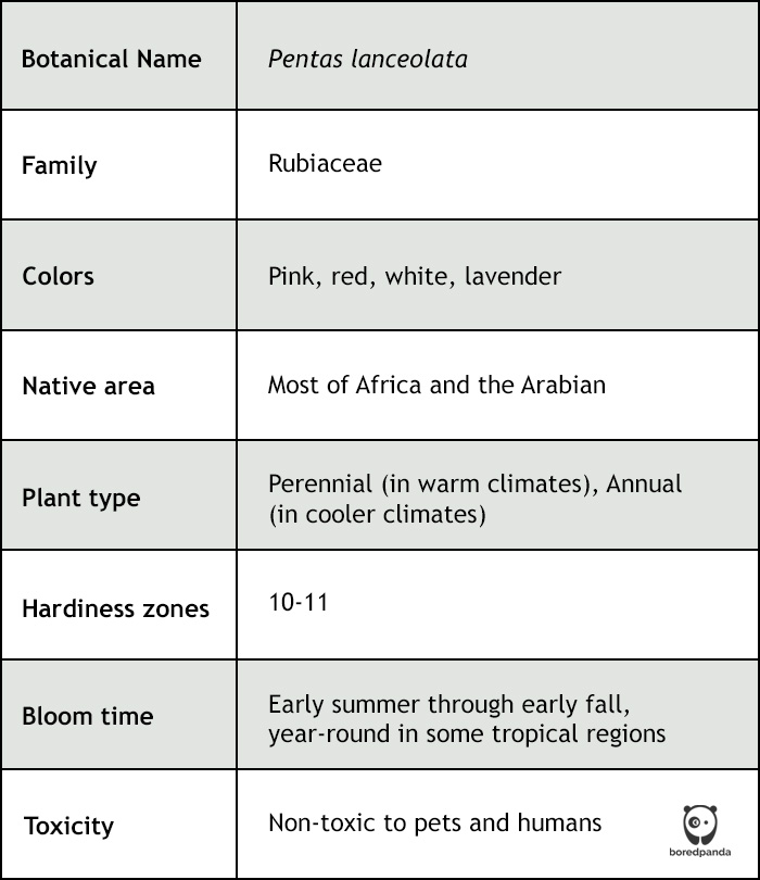 plant overview table plant overview table