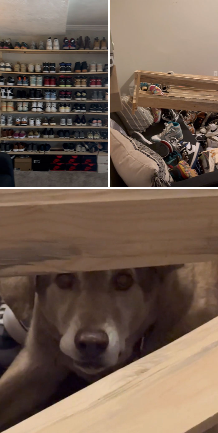 So I’m Watching My Brothers Dog For The Week And He Went After A Tin Of Chocolate Up High On The Sneaker Shelf