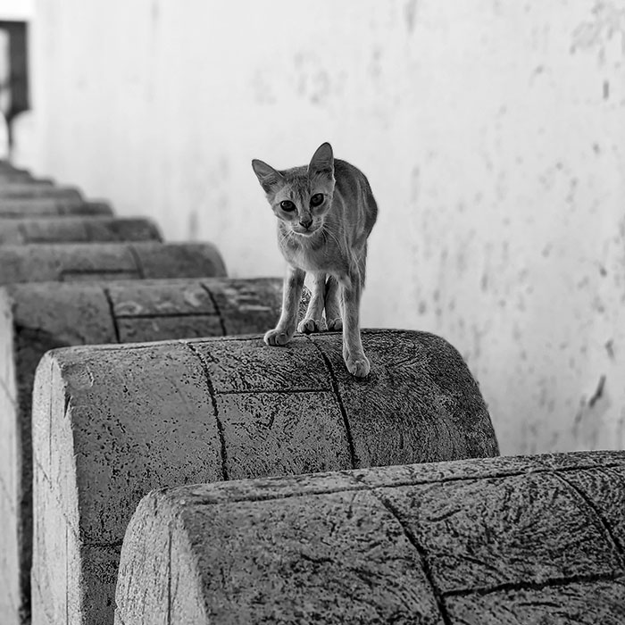 16 Smartphone Shots Documenting Life On The Streets Of Tunisia By This Photographer