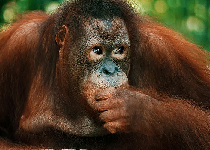 A thoughtful orangutan lies on the ground with its hand near its mouth, evoking a humorous expression.