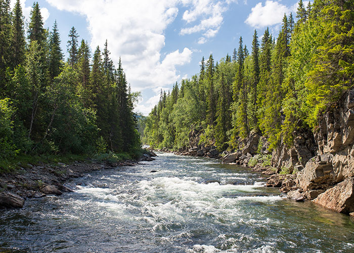 Scenic river flowing through a forest, with clear blue skies and fluffy clouds overhead.
