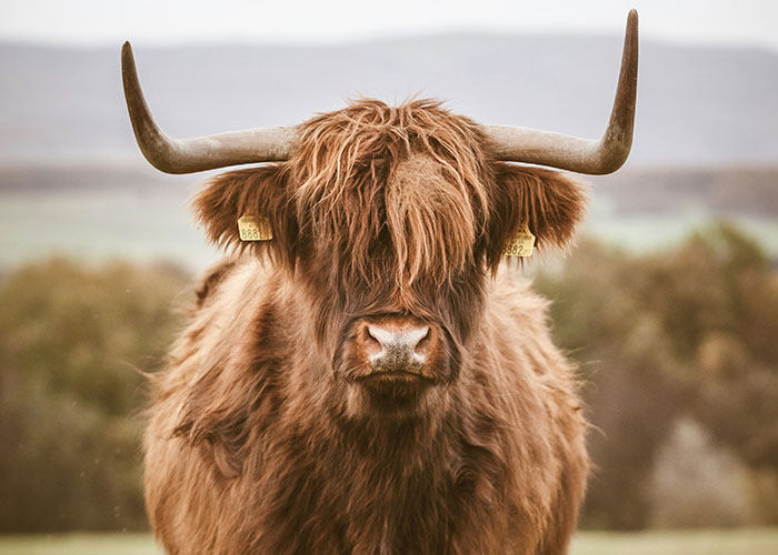 Shaggy highland cow with long horns standing in a field, symbolizing funny jokes.