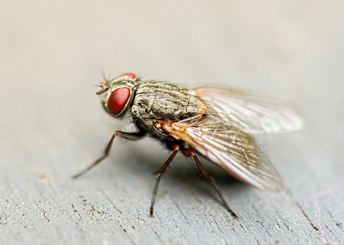 Close-up of a housefly on a surface, illustrating a funny joke about flies that cracks people up.