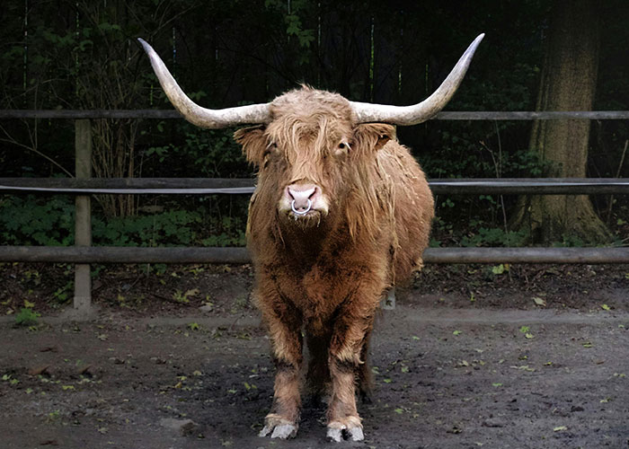 A Highland cow with large horns stands in a muddy enclosure, amusingly gazing at the camera.