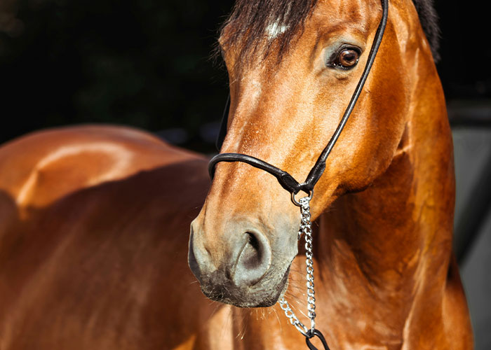 A horse with a brown coat wearing a bridle, in a humorous photo related to funny jokes.