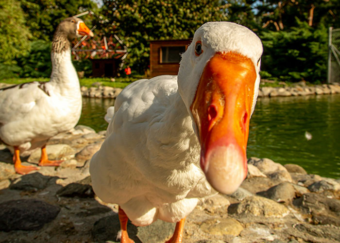 Curious goose by a pond, close-up view, highlighting nature's comedic charm.