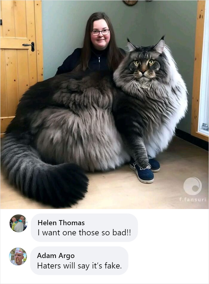 Gigantic Maine Coons
