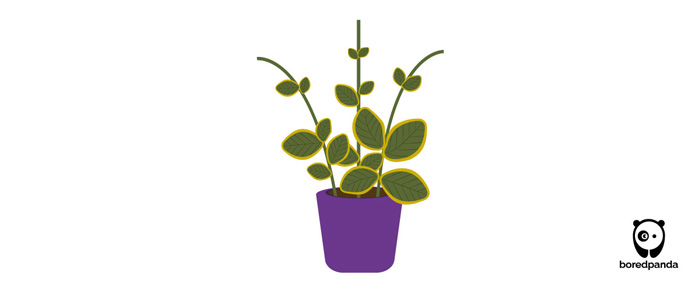 Illustration of propagating periwinkle plant in soil with green leaves growing from stems in a purple pot.