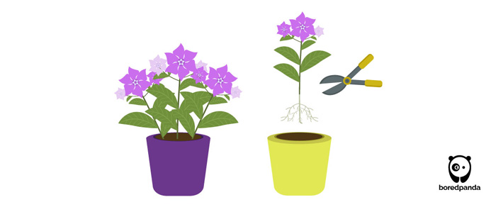 Illustration of periwinkle plant propagation by division method showing separated plants and gardening shears.