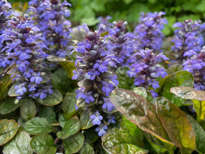 Purple Ajuga flowers blooming among green leaves, highlighting periwinkle plant care and growing tips in a garden setting.