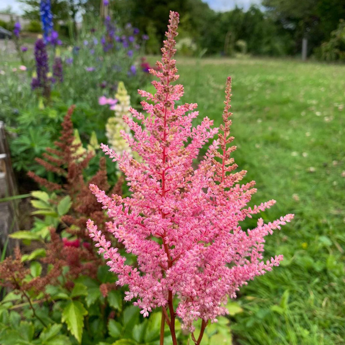 Pink Astilbe blooming in a garden setting, complementing the periwinkle plant with vibrant colors and lush greenery.