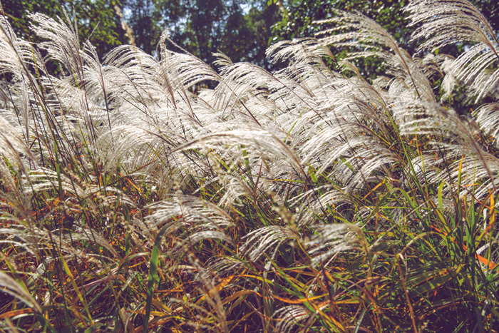 Ornamental grass gently swaying in a field with sunlight, illustrating natural growth for periwinkle plant care.