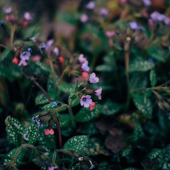Close-up of purple lungwort flowers and spotted leaves, highlighting periwinkle plant growing tips and care essentials.