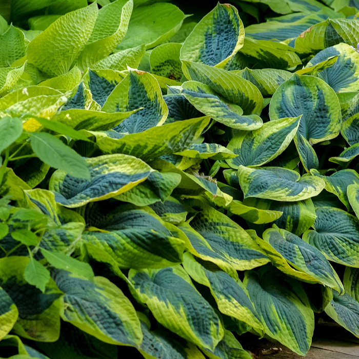 Close-up of variegated hosta bush leaves with lush green tones, highlighting periwinkle plant care essentials in a garden setting.
