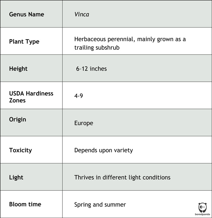 Table showing key details of the periwinkle plant including genus, height, light requirements, and bloom time in spring and summer.