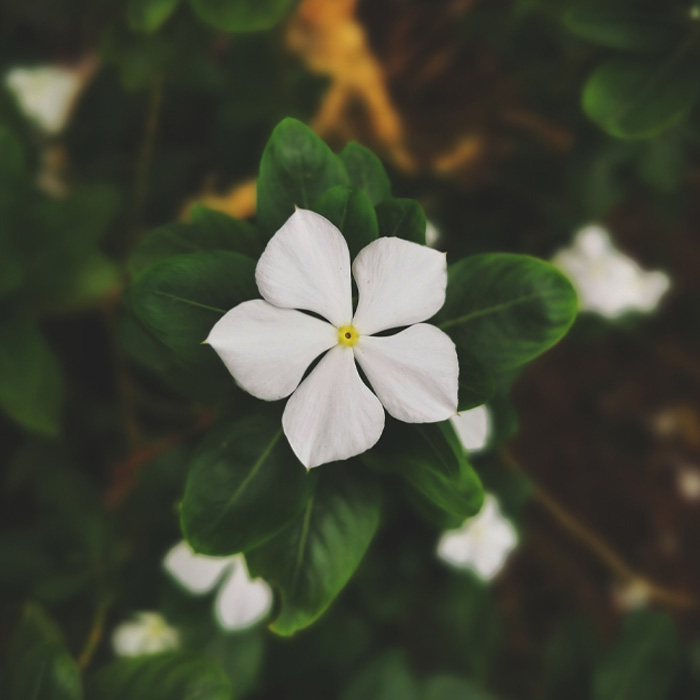 White common periwinkle plant flower with five petals surrounded by green leaves, highlighting periwinkle plant care and growth.