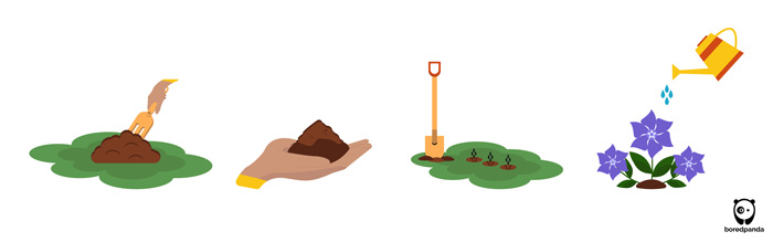 Illustration showing how to plant a periwinkle plant, including soil preparation, planting, watering, and growing stages.