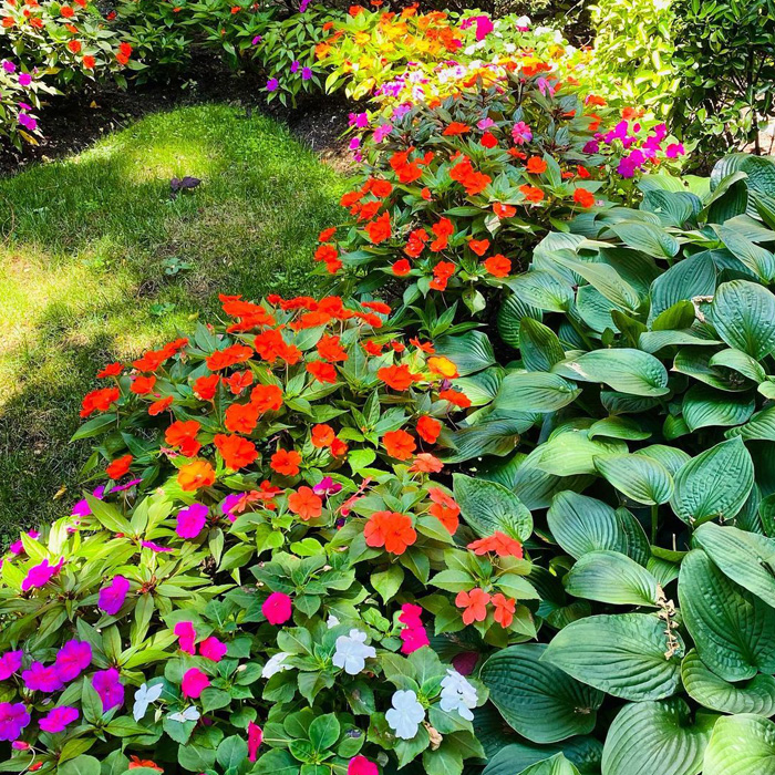 Periwinkle plant blooming in vibrant colors, beautifully lining garden borders with lush green foliage under sunlight.