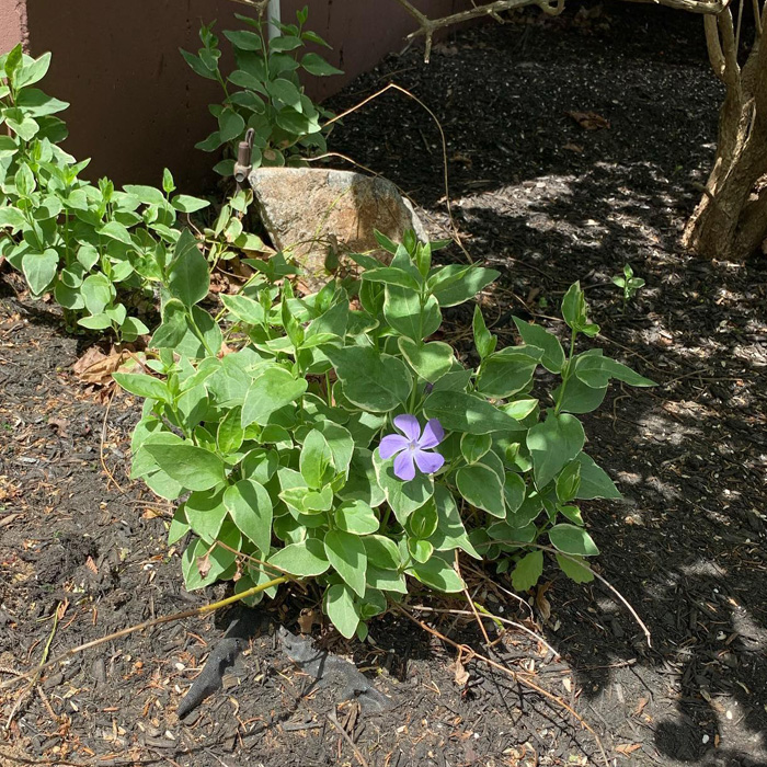 Purple periwinkle plant with green leaves growing in shaded garden soil under sunlight.