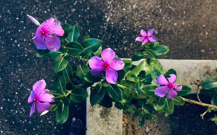 Pink periwinkle plant with green leaves and water droplets, showing healthy growth and vibrant blooms outdoors.