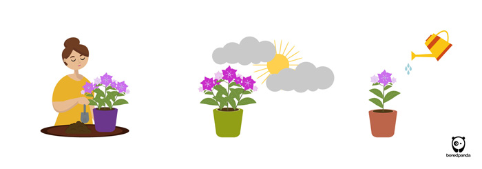 Illustrations of periwinkle plant showing planting, sunlight exposure, and watering care essentials.