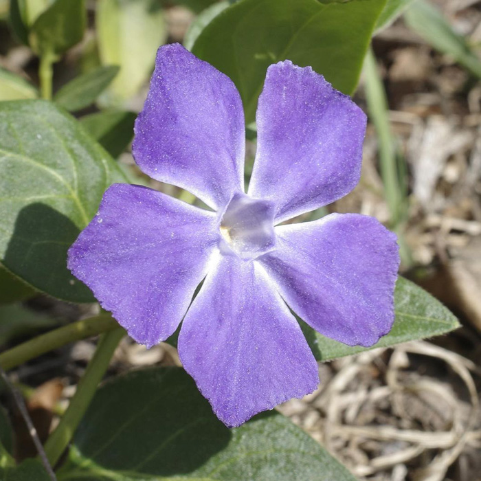 Purple greater periwinkle flower in sunlight with green leaves, showcasing the periwinkle plant in a natural garden setting.