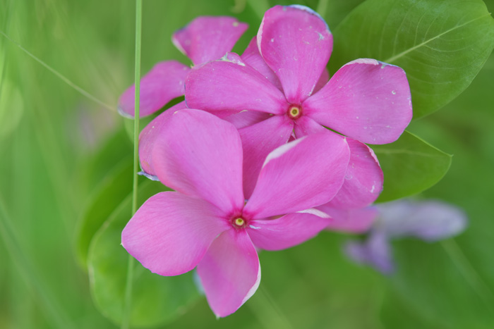 Pink Madagascar periwinkle flowers blooming with vibrant petals and green leaves, showcasing a healthy periwinkle plant close-up.