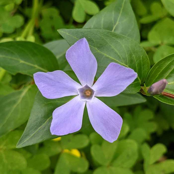 Purple intermediate periwinkle plant flower surrounded by green leaves, showcasing growing tips and care essentials.