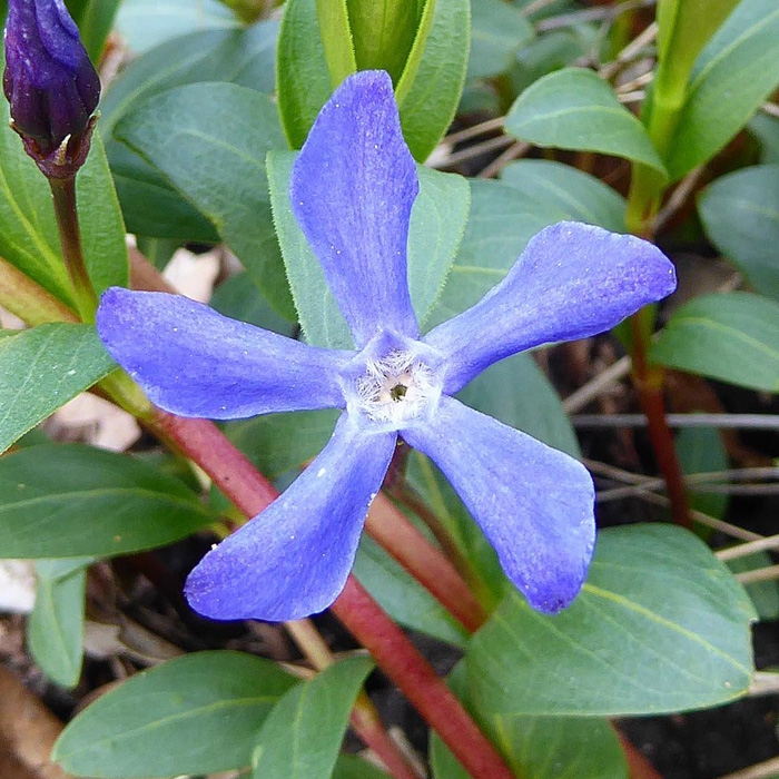 Close-up of a purple herbaceous periwinkle plant flower with green leaves and stems in natural outdoor setting.