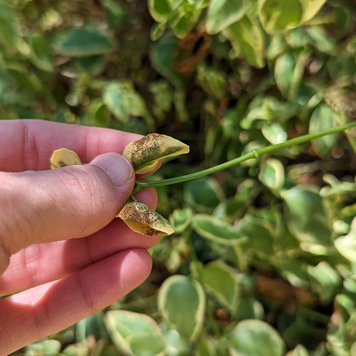 Close-up of periwinkle plant leaves showing dark spots, highlighting common issues in periwinkle plant care.
