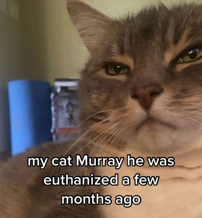 “It's Time For Things To Change”: Vet Discusses How Vital It Is To Grieve After Losing A Pet “It's Time For Things To Change”: Vet Discusses How Vital It Is To Grieve After Losing A Pet