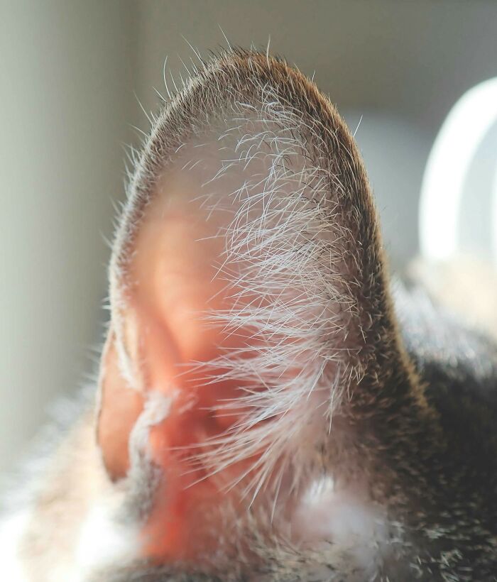 35 Random Facts That Nobody Really Asked For, But They Are Interesting To Know