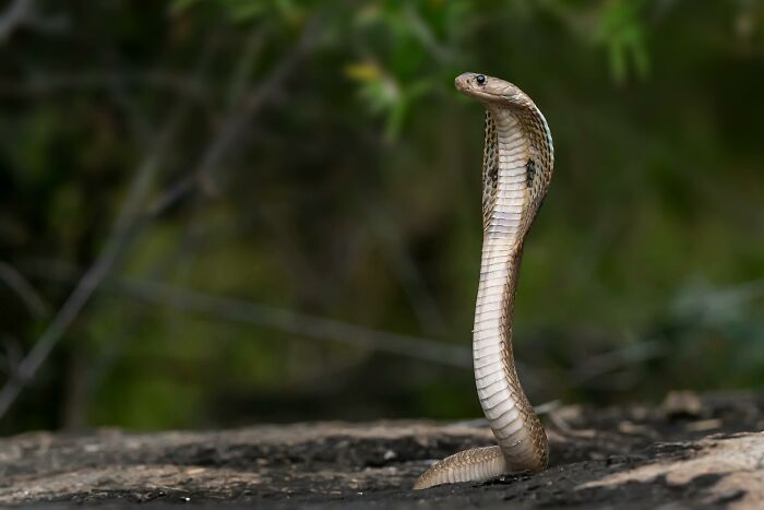 Indian Cobra seeking pray 