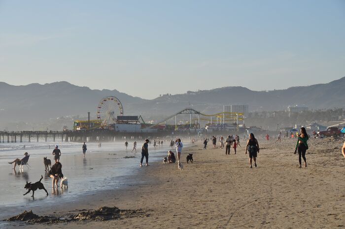 Beach scene with strangers and dogs enjoying a sunny day near a distant amusement park and mountain backdrop.