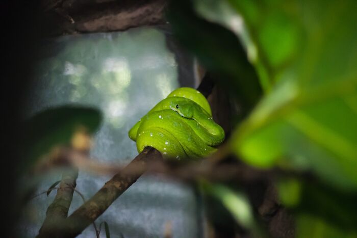 Green Snake on Tree Branch